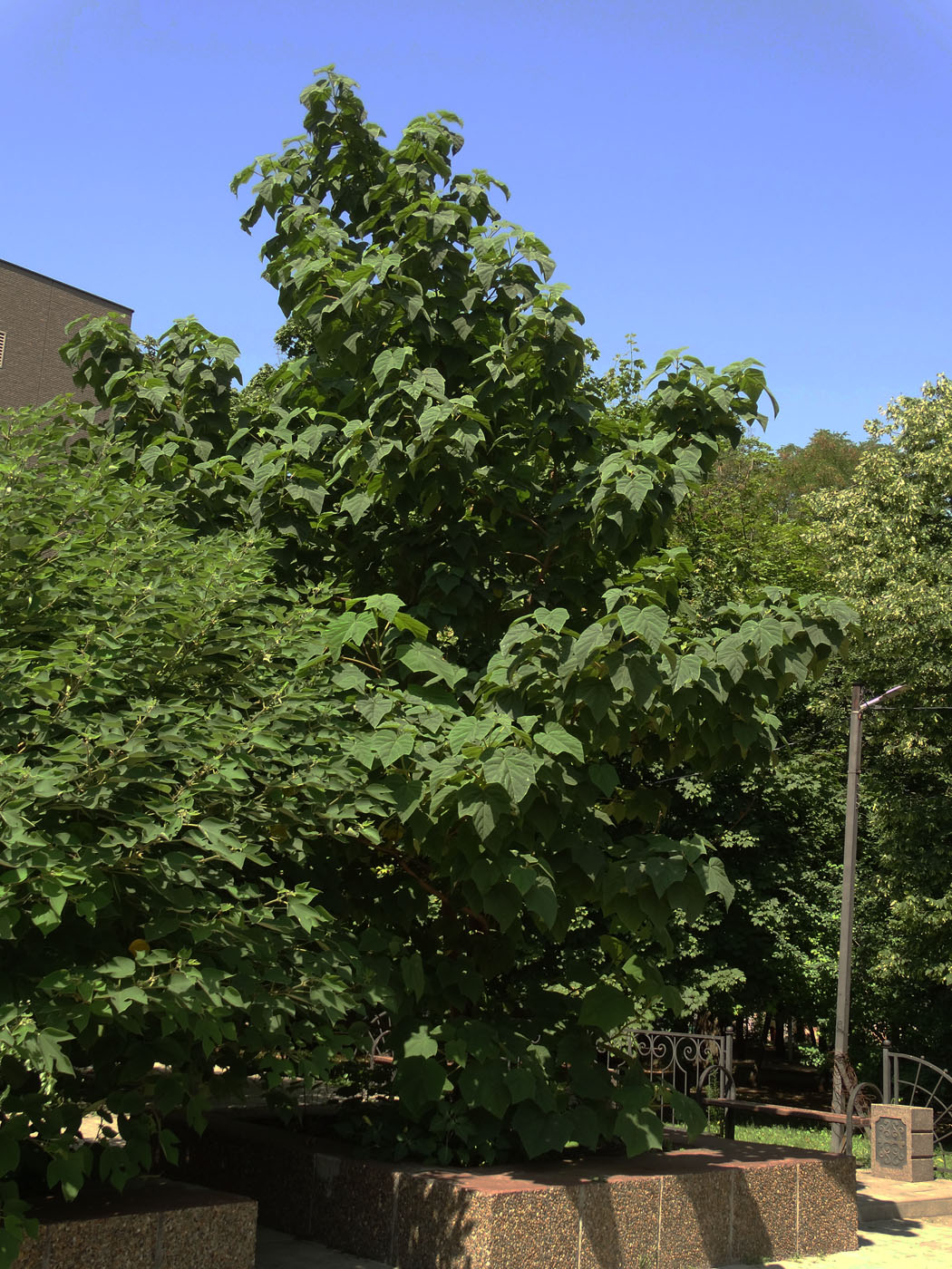 Image of Paulownia tomentosa specimen.