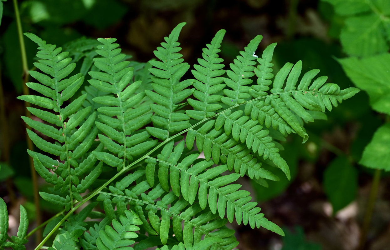 Изображение особи Pteridium pinetorum.