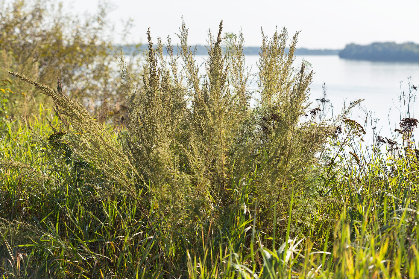 Image of Artemisia abrotanum specimen.