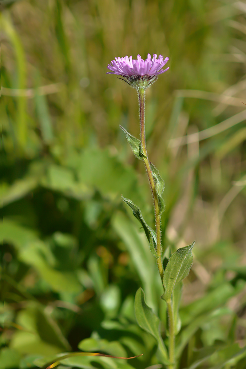 Image of Erigeron venustus specimen.