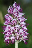 Orchis simia. Соцветие. Дагестан, Кумторкалинский р-н; хр. Нарат-Тюбе, выс. ок. 580 м н.у.м., склон СВ экспозиции, разреженный дубовый лес. 28 апреля 2023 г.