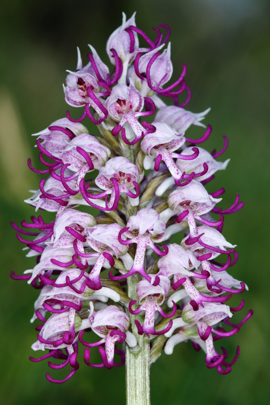 Image of Orchis simia specimen.