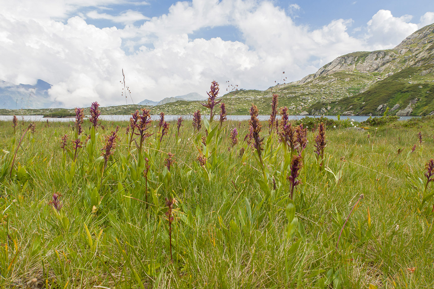 Image of Dactylorhiza euxina specimen.