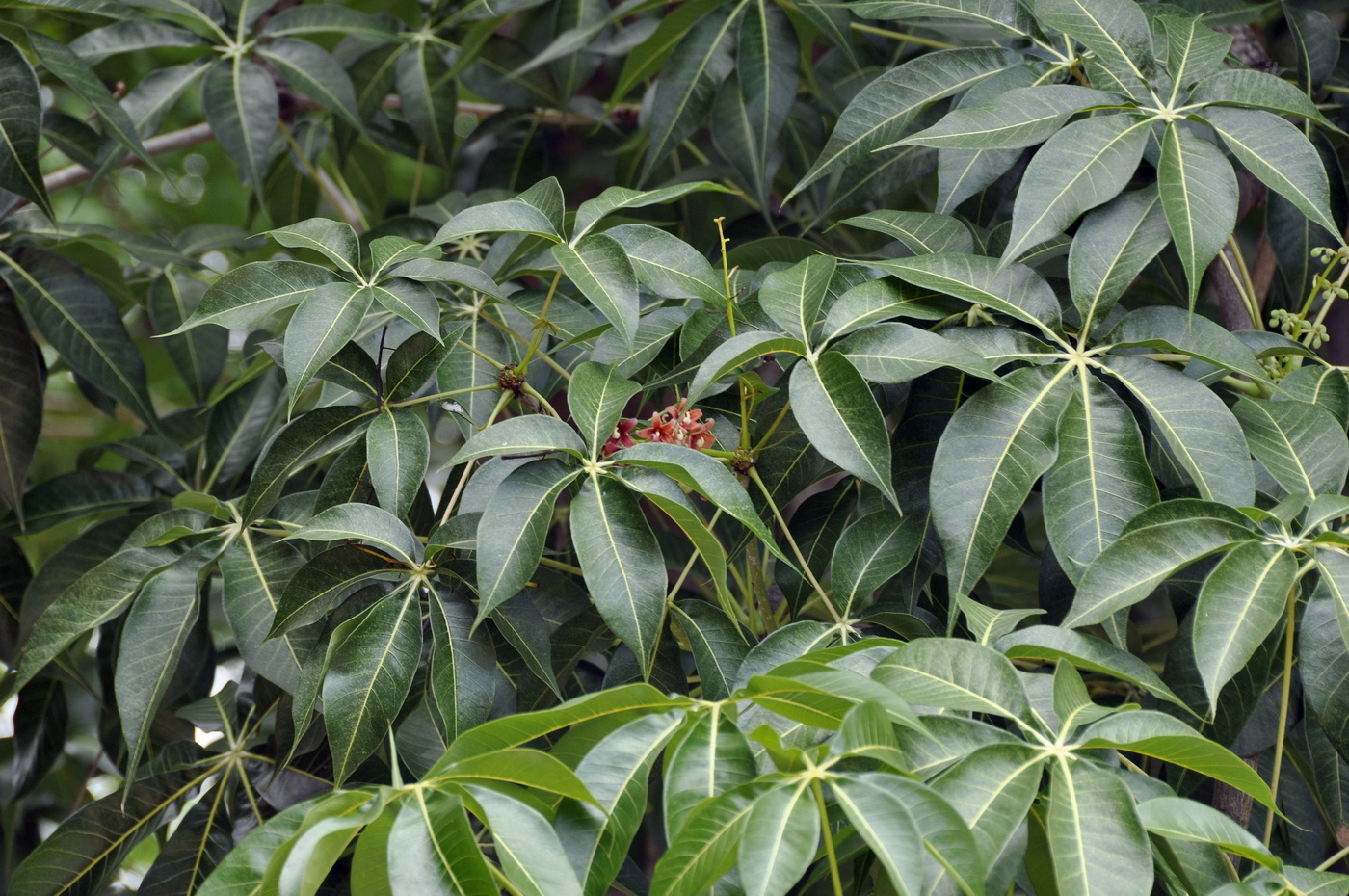 Изображение особи Sterculia foetida.