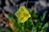 genus Papaver. Цветок с кормящимися клещами. Красноярский край, гор. округ Норильск, пос. Снежногорск, каменистый склон. 27.07.2023.