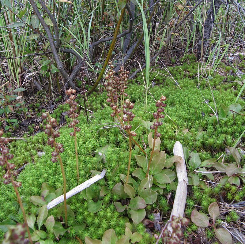 Image of Pyrola minor specimen.