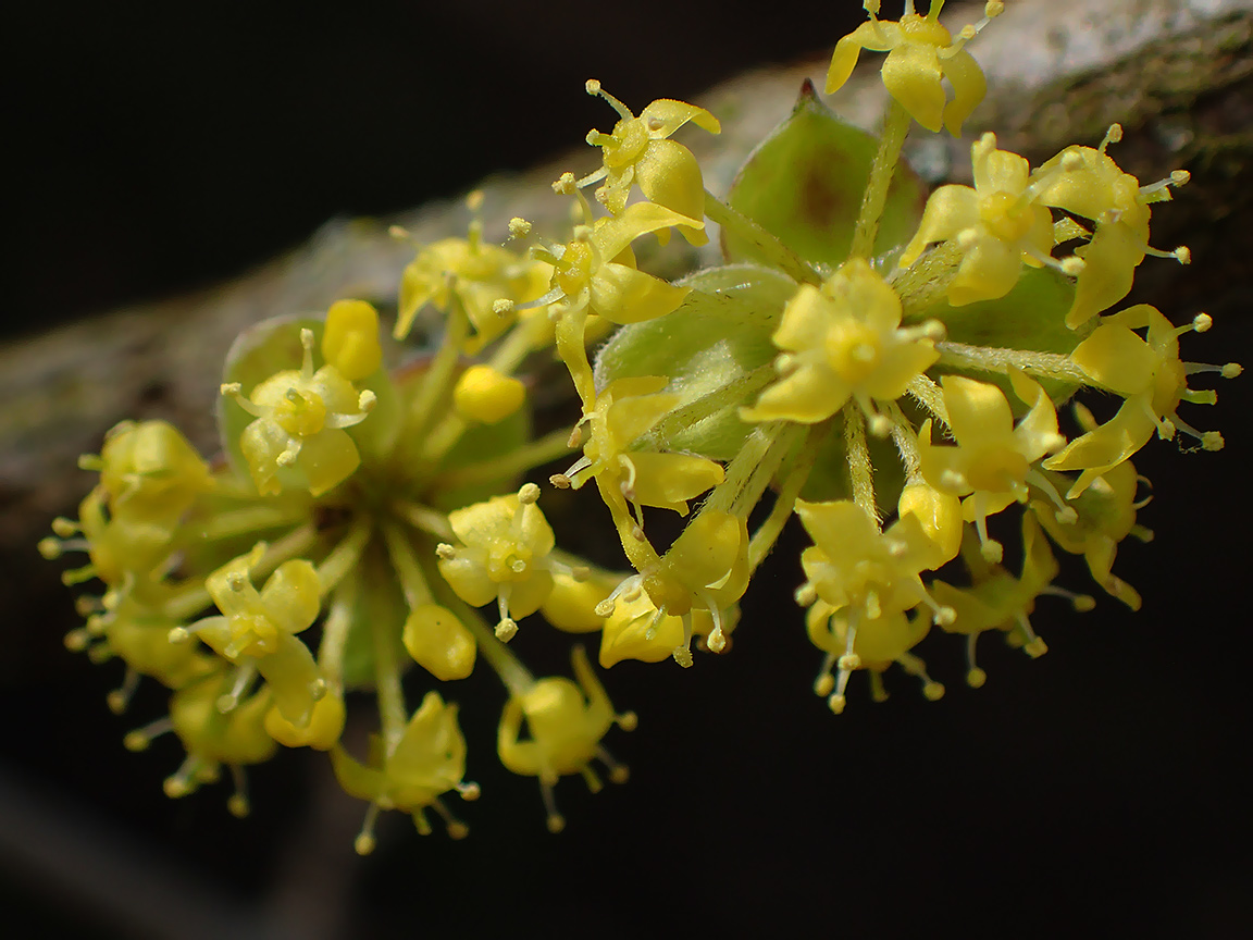 Image of Cornus mas specimen.