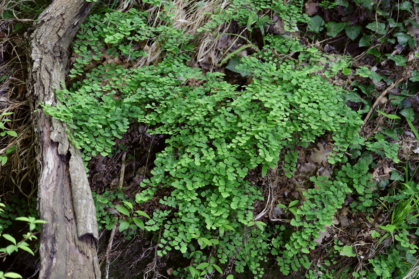 Изображение особи Adiantum capillus-veneris.