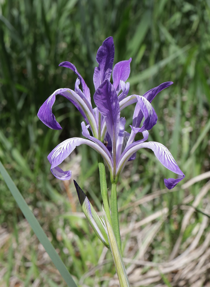 Image of Iris pallasii specimen.