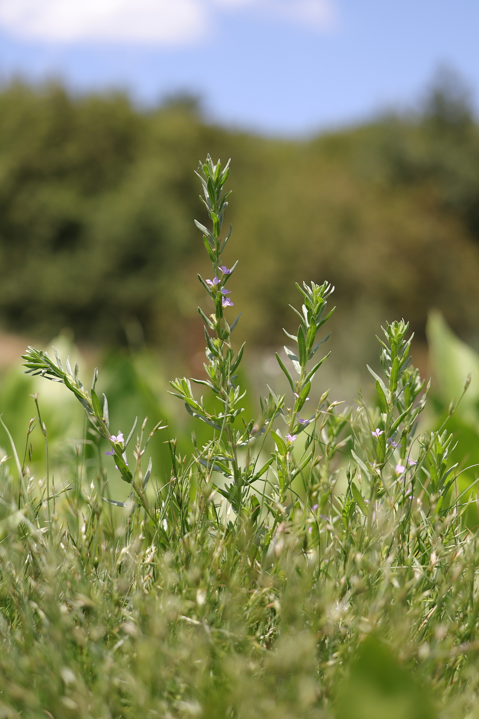 Image of Lythrum melanospermum specimen.