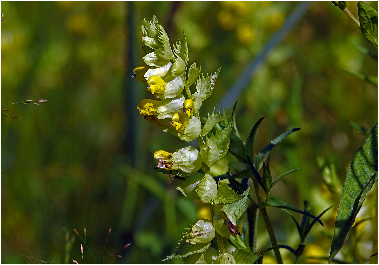 Image of Rhinanthus aestivalis specimen.