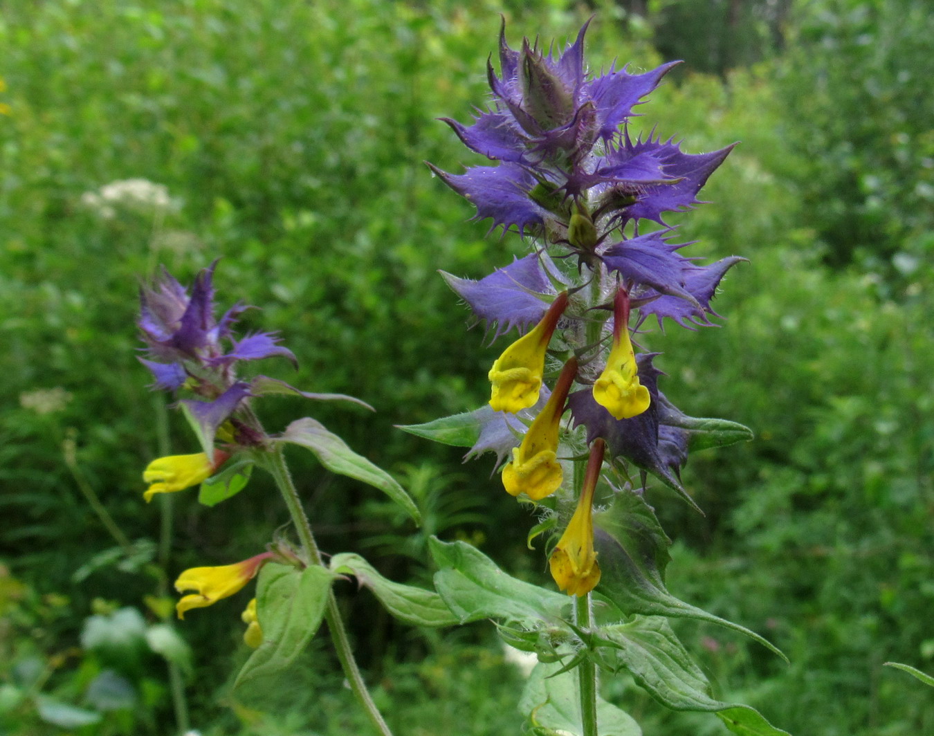 Image of Melampyrum nemorosum specimen.