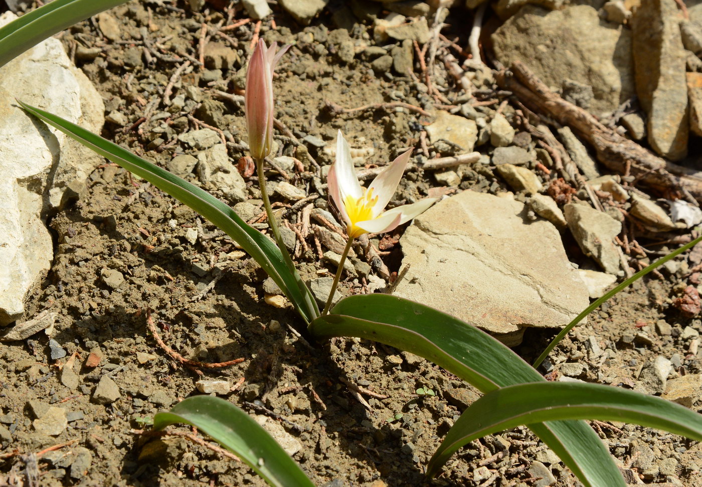 Изображение особи Tulipa jacquesii.