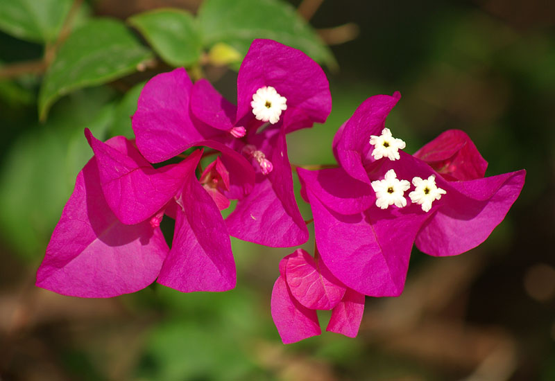 Image of genus Bougainvillea specimen.