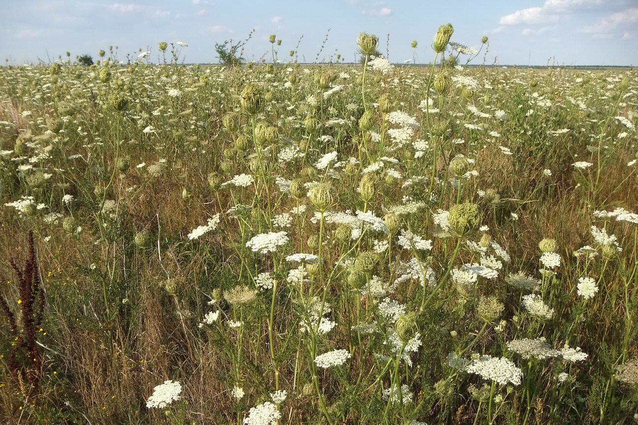 Изображение особи Daucus carota.