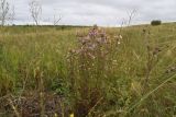 Centaurea scabiosa. Цветущее растение. Тульская обл., Куркинский р-н, степное ур. Горки, луг. 30 июля 2024 г.