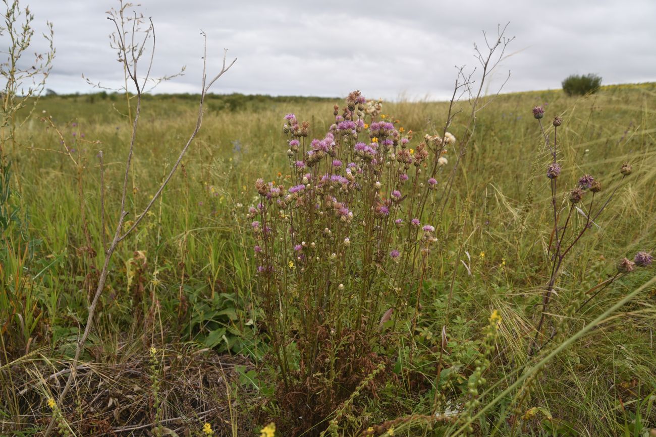 Image of Centaurea scabiosa specimen.