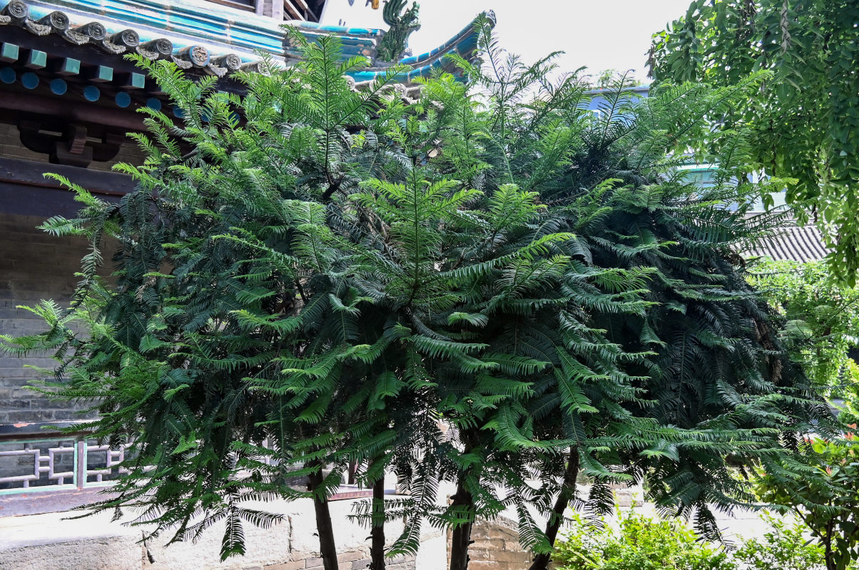 Image of Cephalotaxus harringtonia specimen.