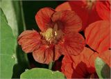 Tropaeolum majus. Цветок. Московская обл., Раменский р-н, окр. дер. Хрипань, садовый участок. 06.08.2024.