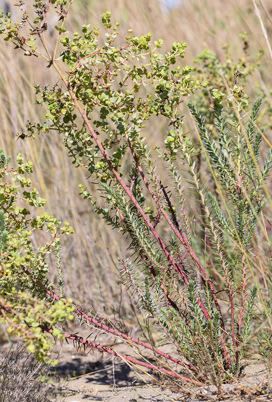 Изображение особи Euphorbia paralias.