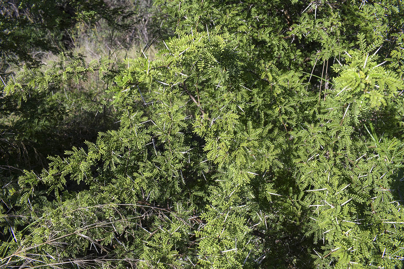 Изображение особи Vachellia karroo.