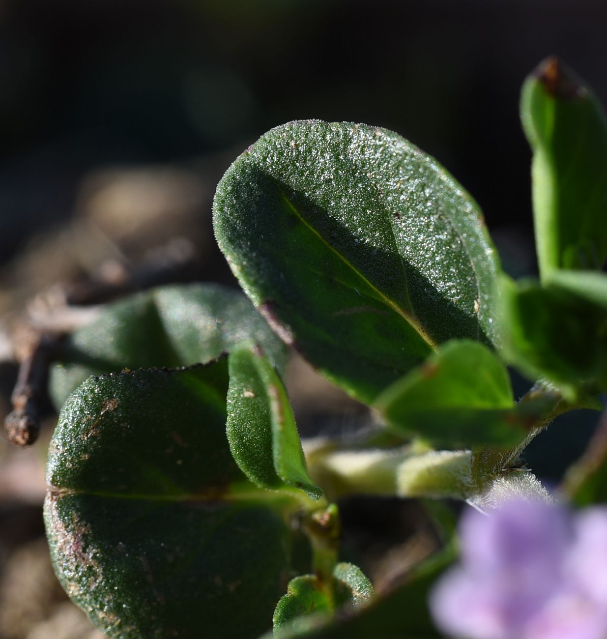 Image of genus Thymus specimen.