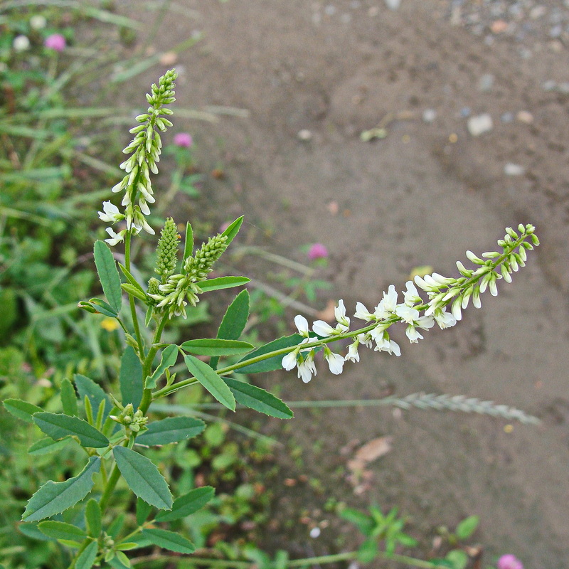 Изображение особи Melilotus albus.