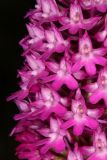 Anacamptis pyramidalis. Часть соцветия. Краснодарский край, м/о Новороссийск, Раевский с/о, окр. с. Сукко, окр. оз. Сукко, выс. 134 м н.у.м. 28.05.2024.