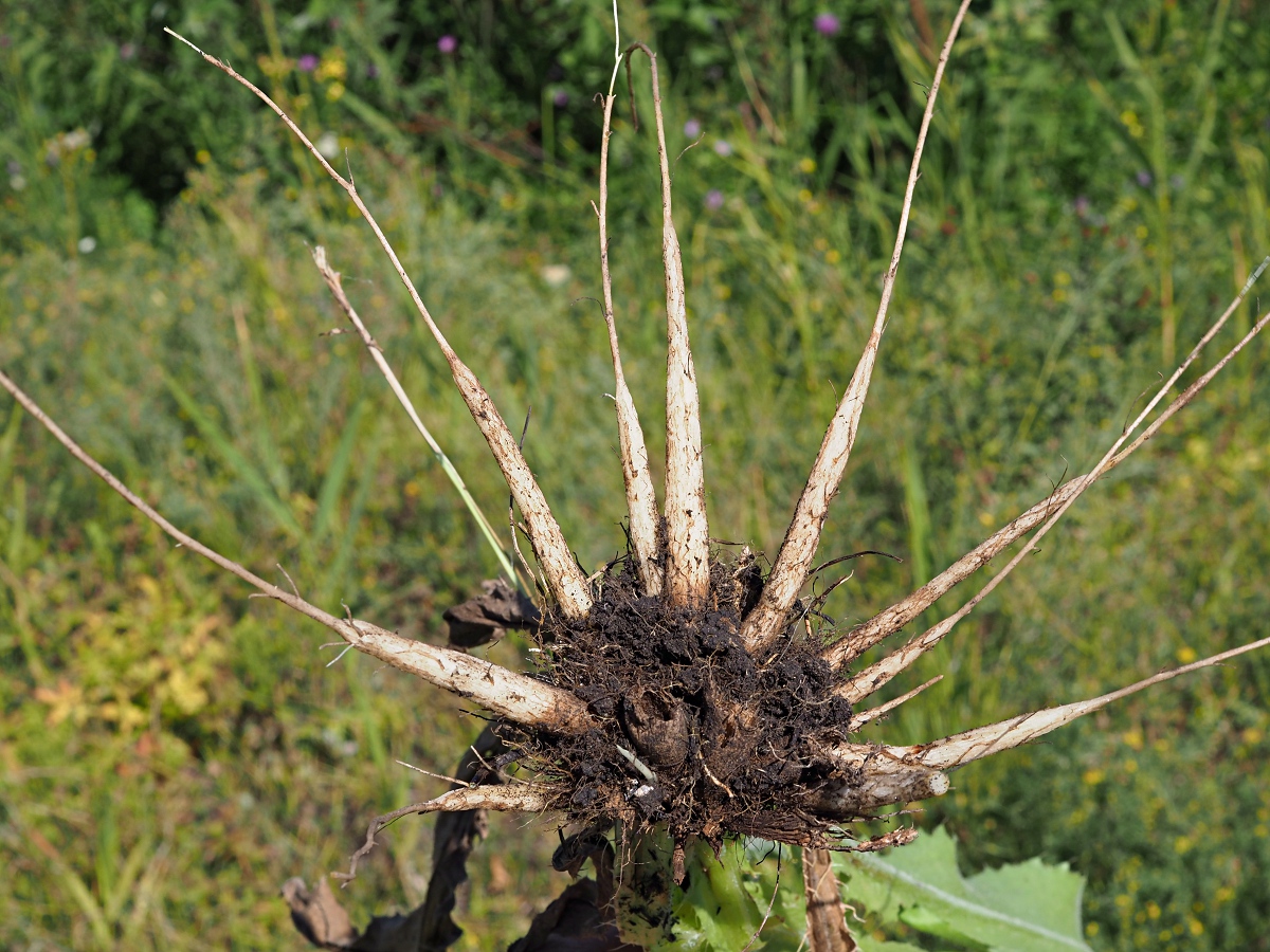 Image of Cirsium canum specimen.