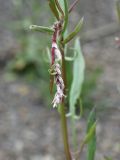 Rumex acetoselloides. Развивающееся боковое соцветие. Чечня, Шаройский р-н, 2 км к востоку от ур. Хиндушты, 1 км на юго-запад от Сигнальной горы, на дороге. 1 июля 2024 г.