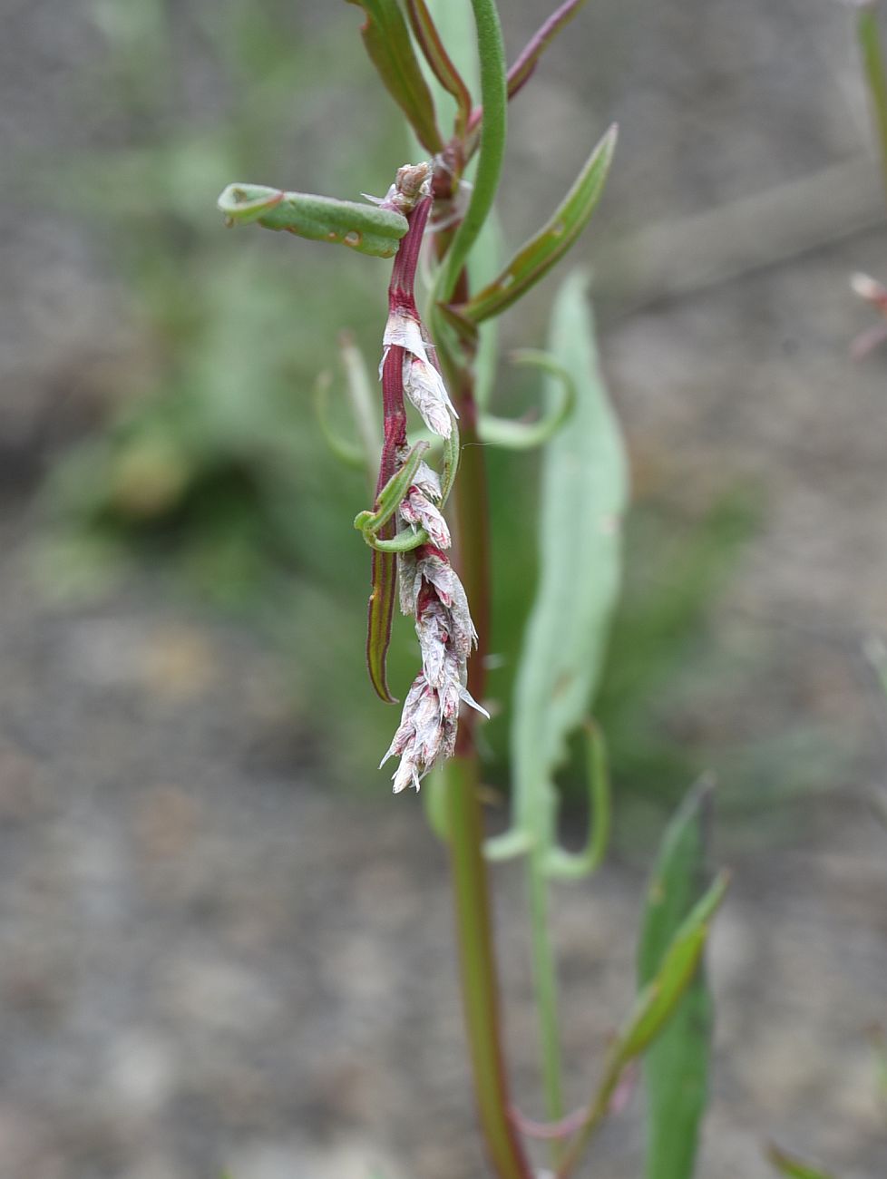 Изображение особи Rumex acetoselloides.