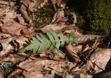 Polypodium vulgare. Вайя (вид на абаксиальную поверхность). Грузия, край Самцхе-Джавахети, Боржомский муниципалитет, лесистый склон (дуб, граб, ель восточная) c храмом Мариам Цминда, выс. 1020 м н.у.м. 2 февраля 2025 г.