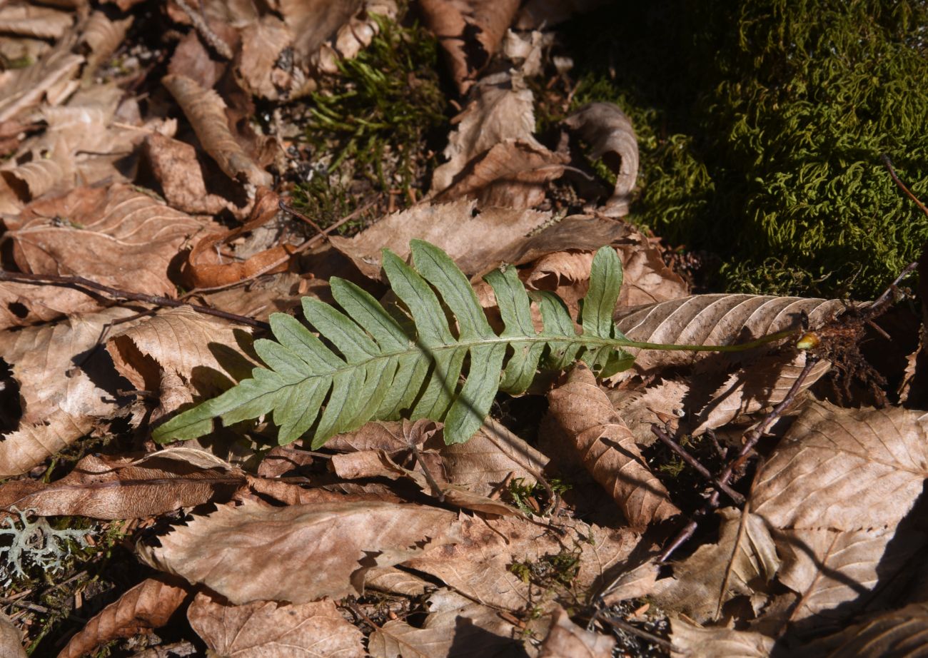 Image of genus Polypodium specimen.