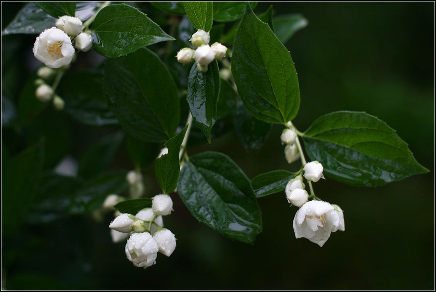 Image of Philadelphus coronarius specimen.