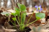genus Viola. Зацветающее растение. ДНР, г. Донецк, балка Бирючья, левый склон, насаждение лиственных деревьев с преобладанием дуба (Quercus robur). 25.03.2025.