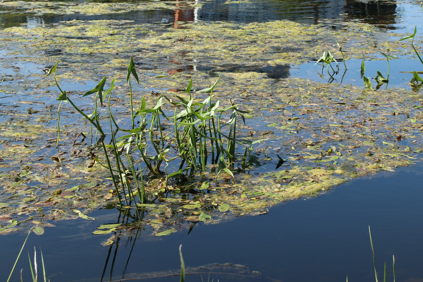 Image of Sagittaria sagittifolia specimen.