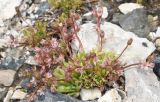 Смотреть изображение Rosularia alpestris