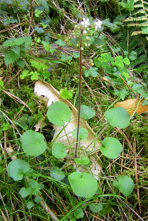 Image of Saxifraga hirsuta specimen.