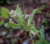 Смотреть изображение Achillea biserrata