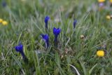 Смотреть изображение Gentiana pontica