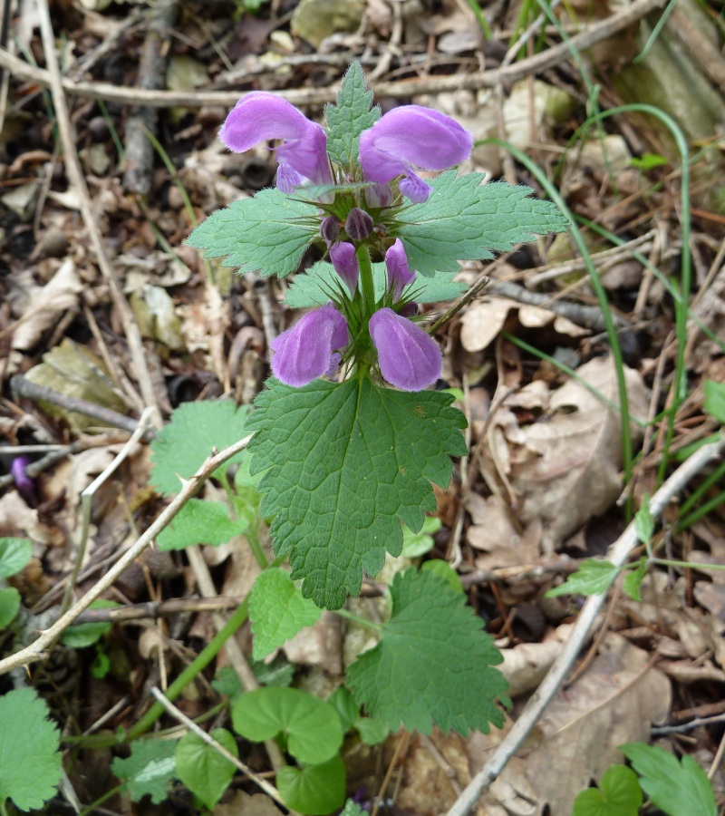 Image of Lamium maculatum specimen.