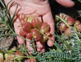 Astragalus suprapilosus. Часть плодоносящего растения. Южный Берег Крыма, гора Меганом. 07.05.2011.