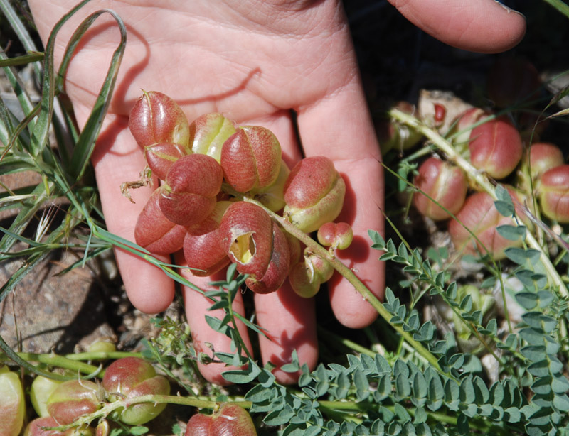 Изображение особи Astragalus suprapilosus.