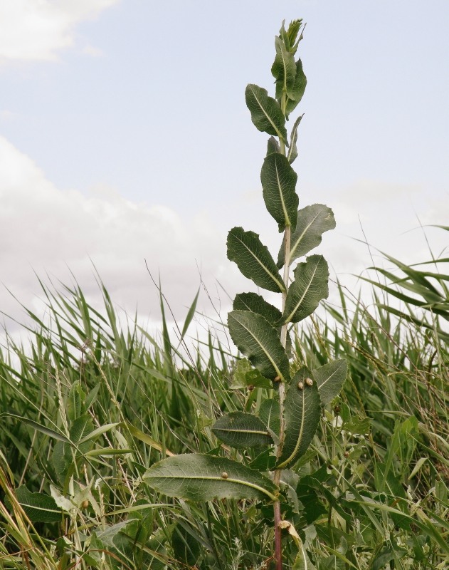 Image of Lactuca serriola specimen.