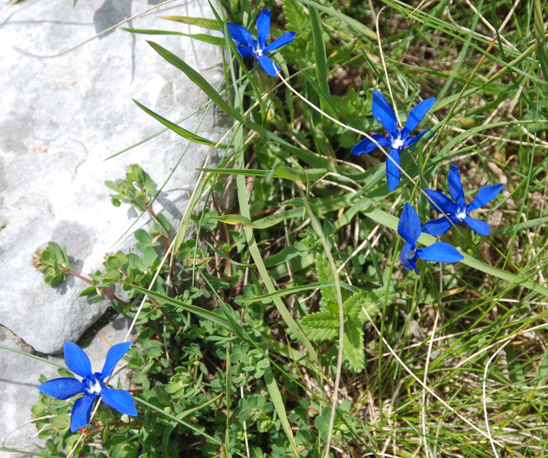 Image of Gentiana verna specimen.