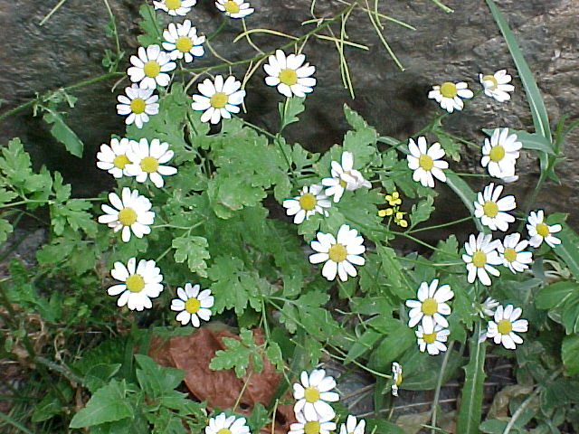 Image of Pyrethrum parthenifolium specimen.