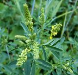 Melilotus officinalis. Верхушка побега с распускающимися соцветиями. Чувашия, окрестности г. Шумерля, д. Подборное. 19 июня 2007 г.