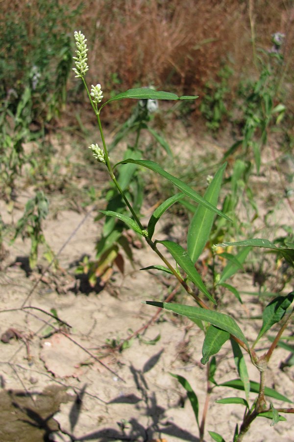 Image of Persicaria &times; hervieri specimen.