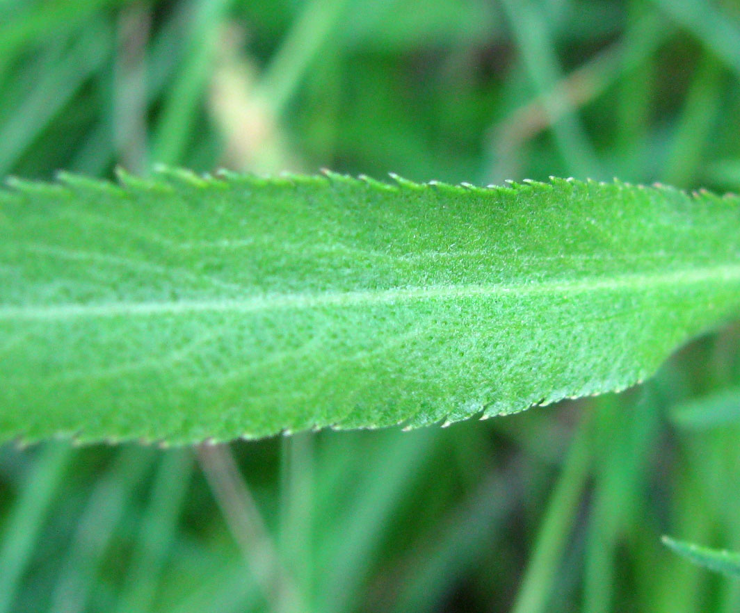 Изображение особи Achillea cartilaginea.