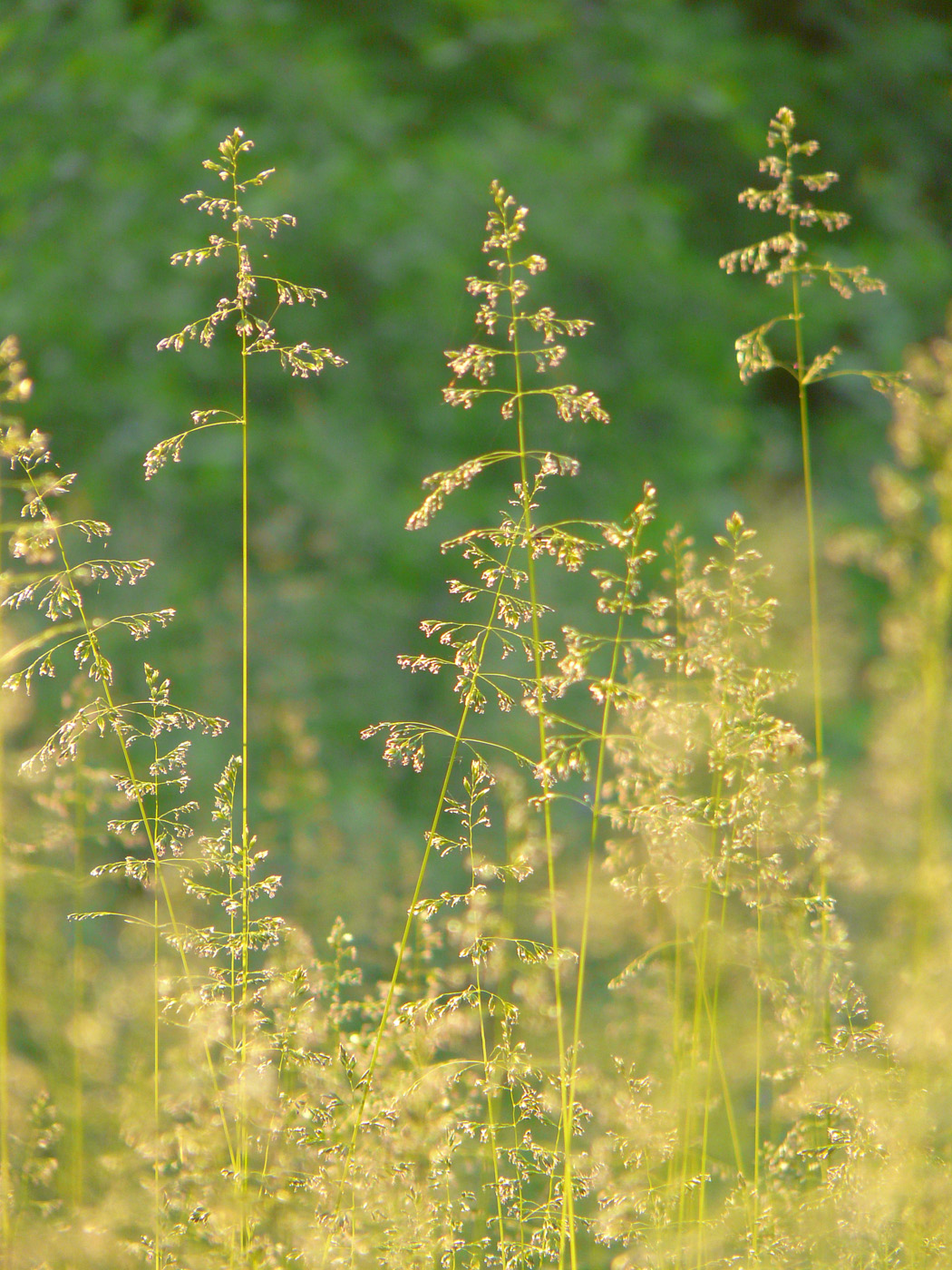 Image of Poa angustifolia specimen.